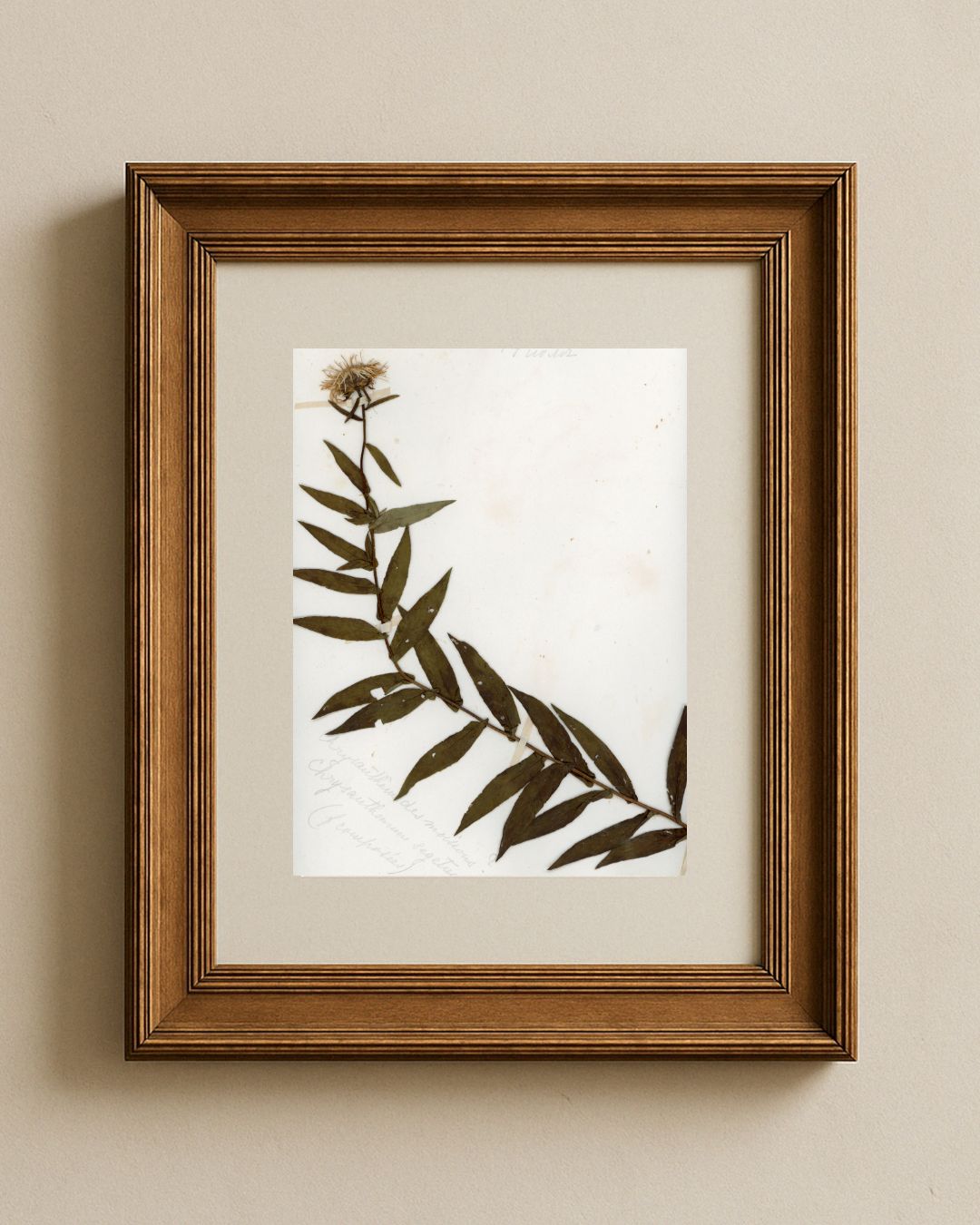 Knapweed (Centaurée des Montagnes)