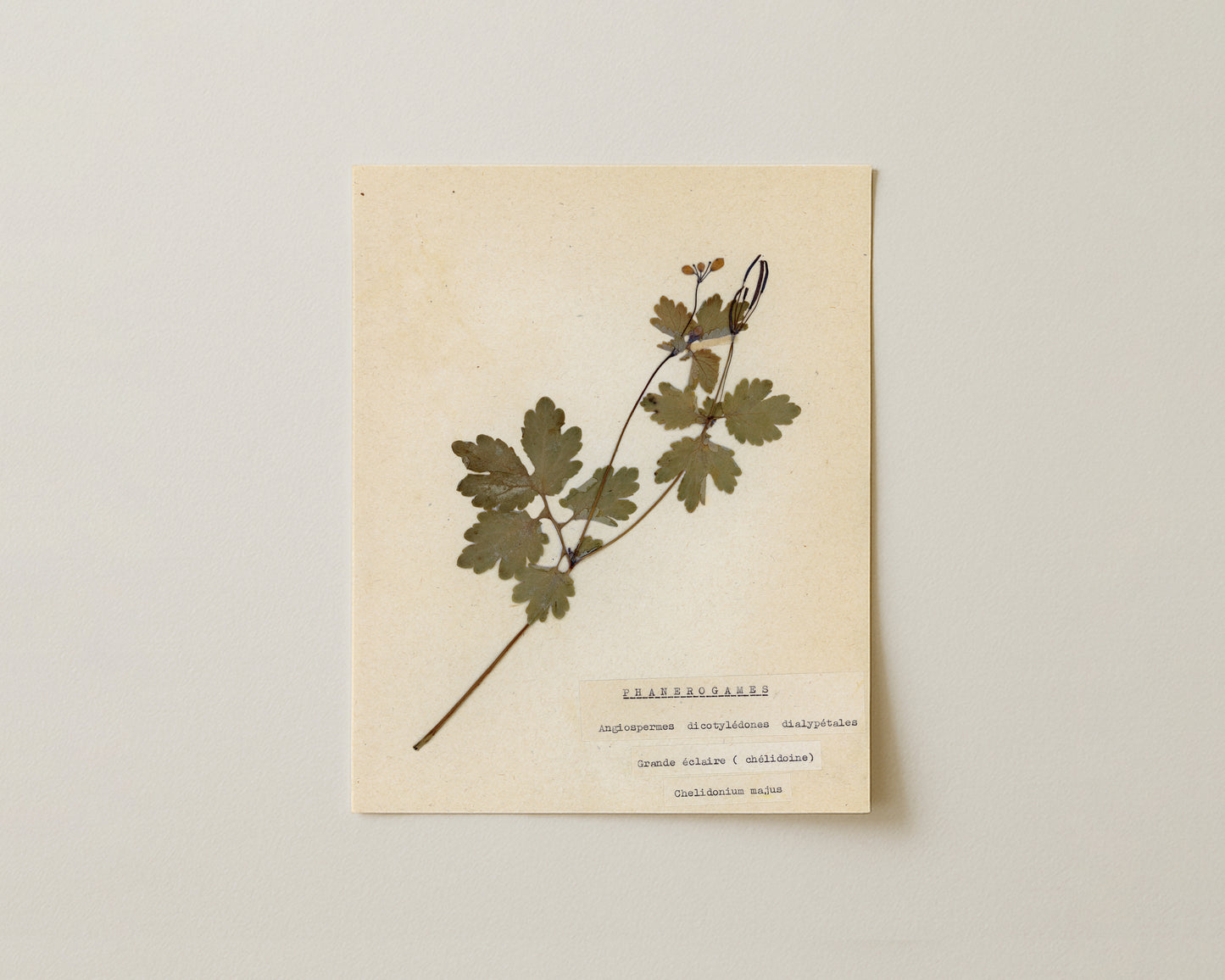 Notes from the Garden I - Fine Art Giclée Print