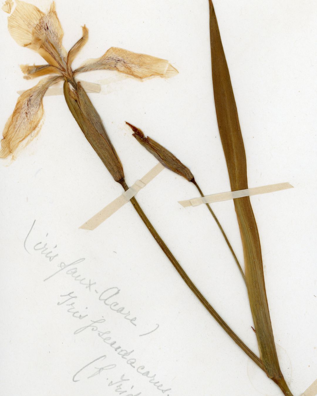 Garden Iris (Iris des Jardins)