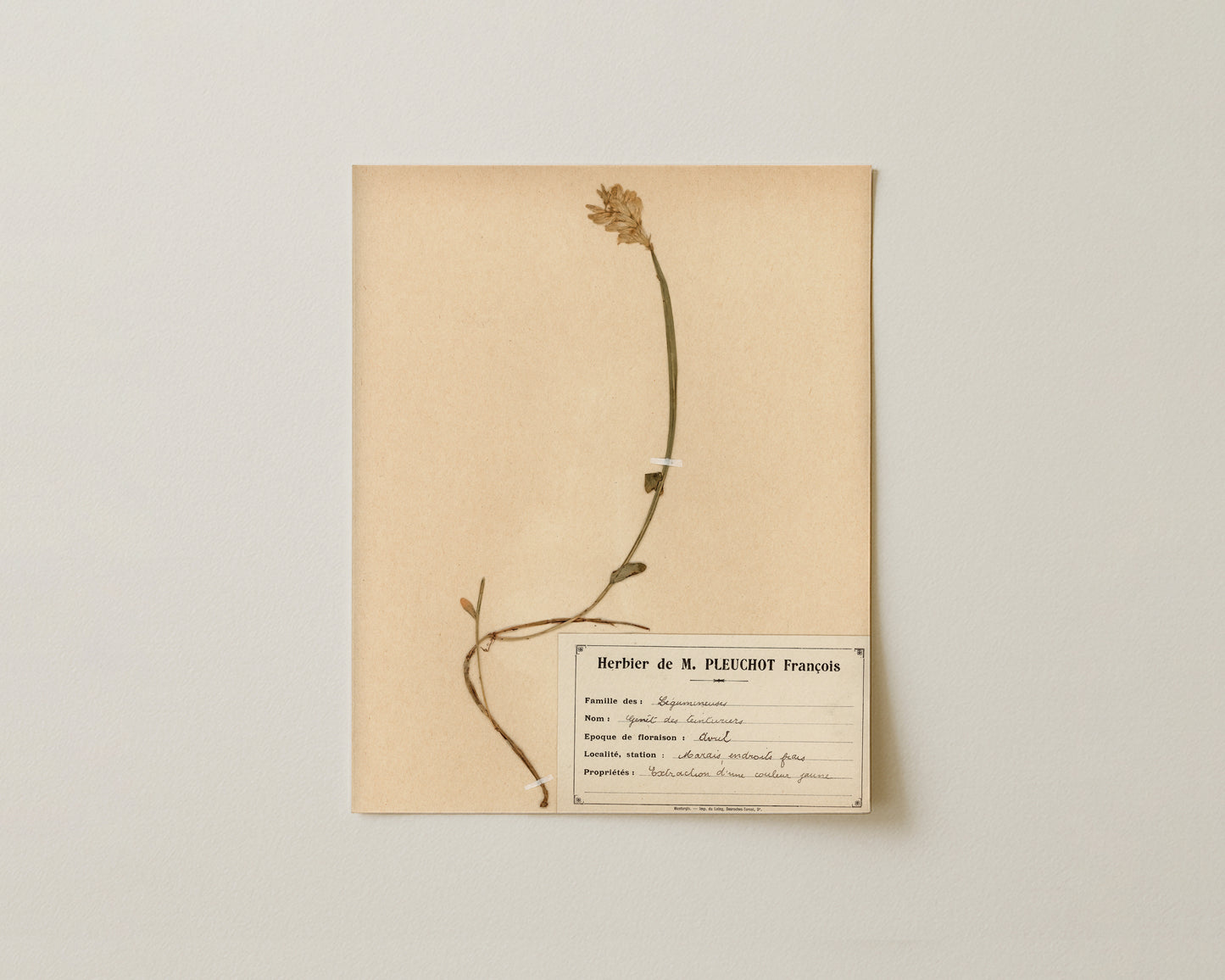The M. Pleuchot Collection V - Fine Art Giclée Print