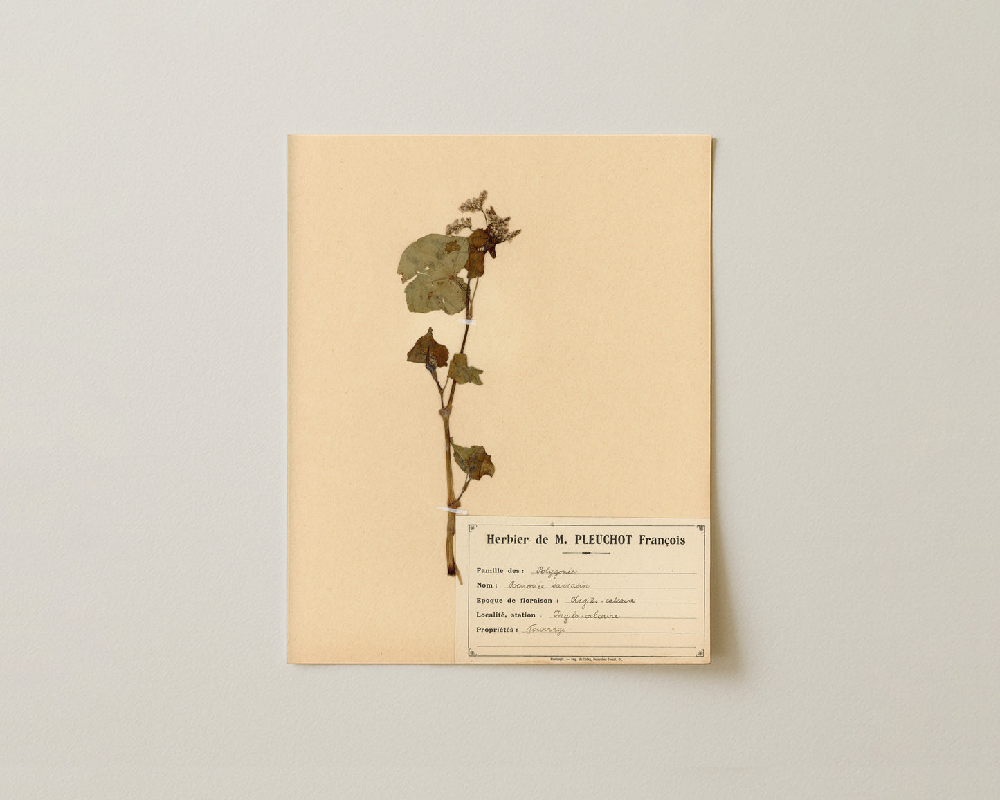 The M. Pleuchot Collection VI - Fine Art Giclée Print