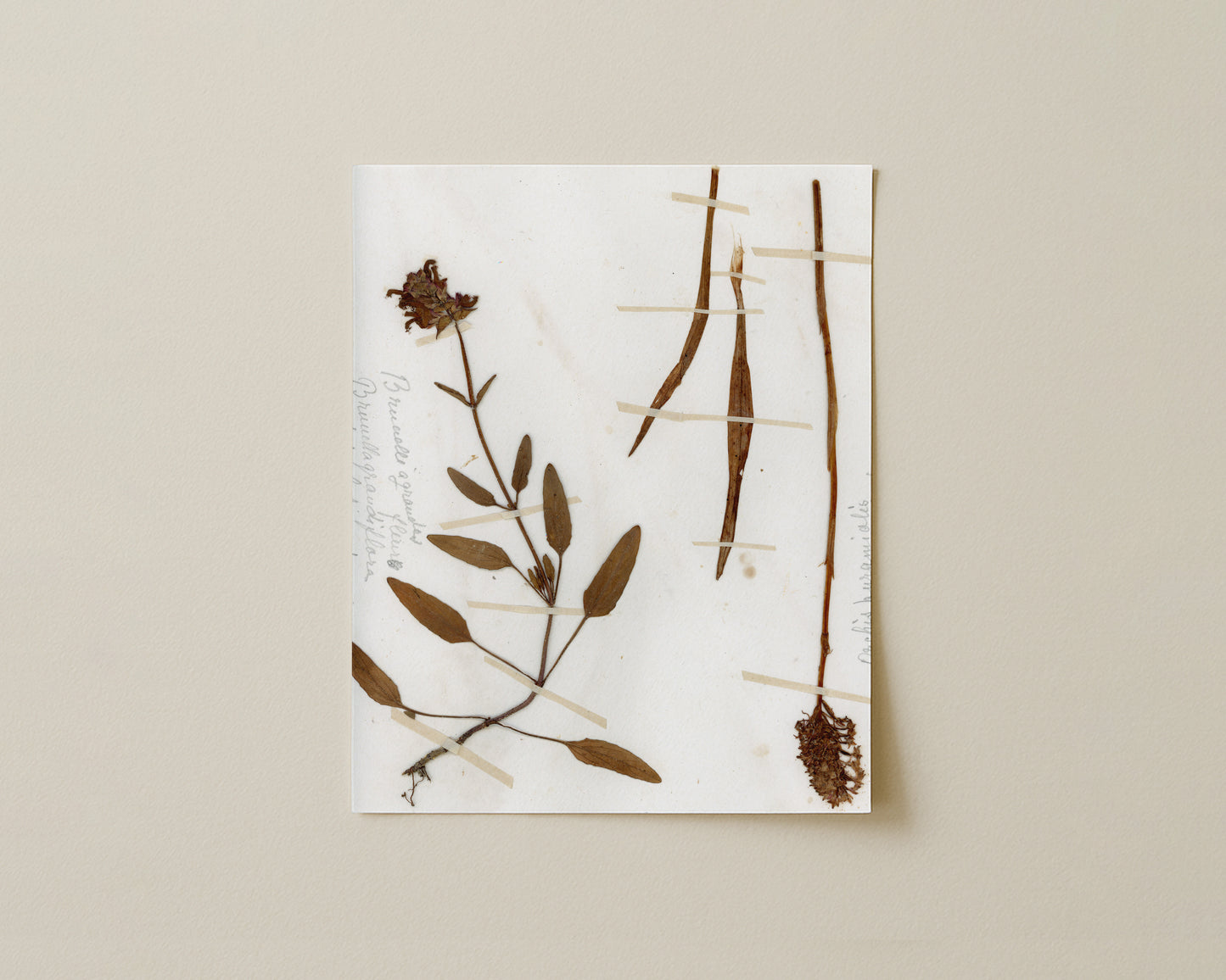 Brunnella grandiflora & Orchid Fragments