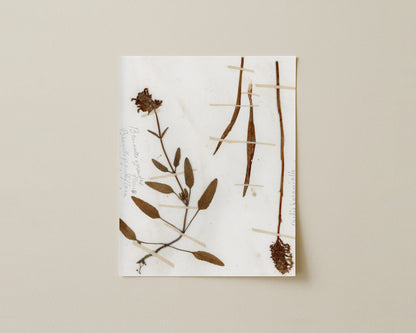 Brunnella grandiflora & Orchid Fragments