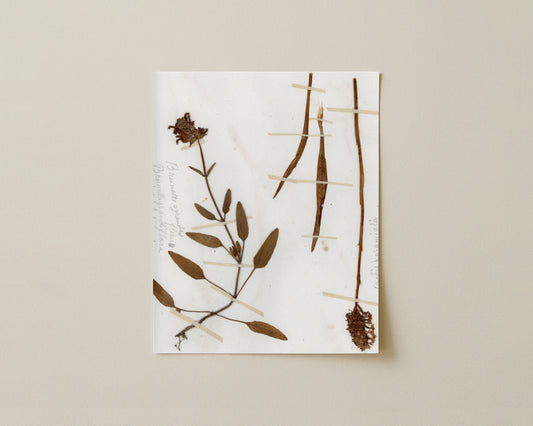 Brunnella grandiflora & Orchid Fragments