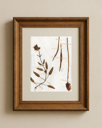 Brunnella grandiflora & Orchid Fragments