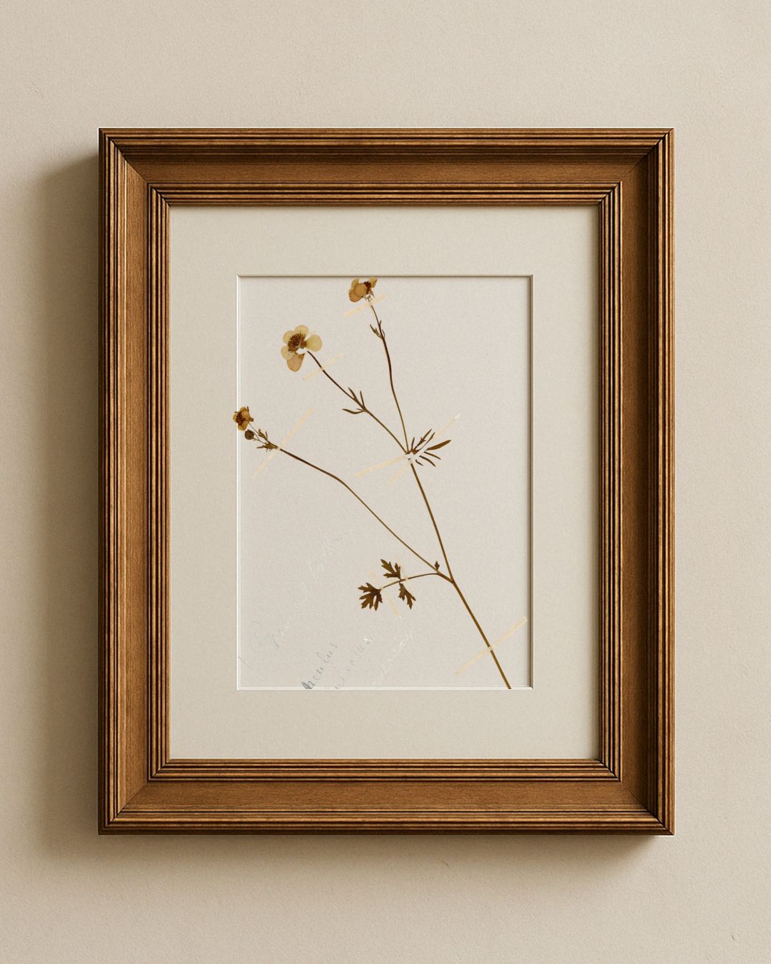 Pressed Buttercup (Renoncule)