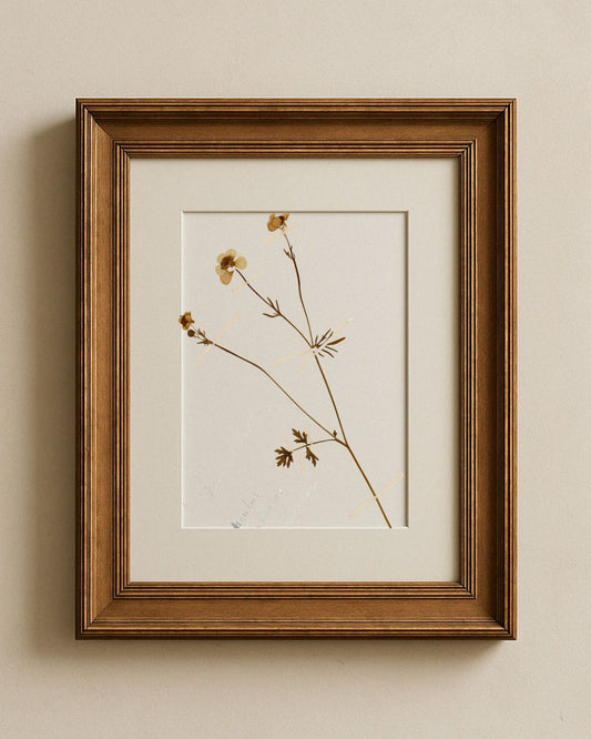Pressed Buttercup (Renoncule)