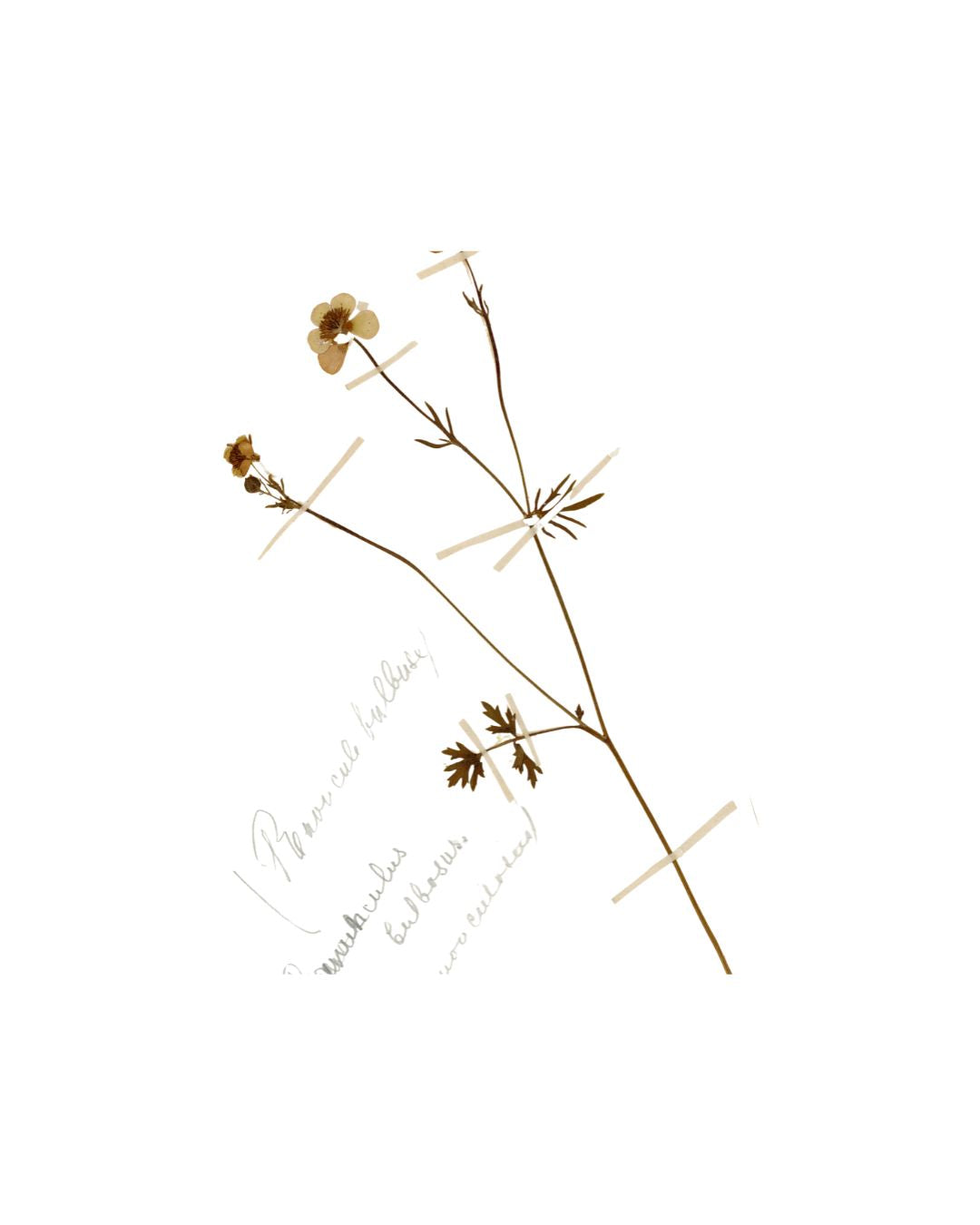 Pressed Buttercup (Renoncule)