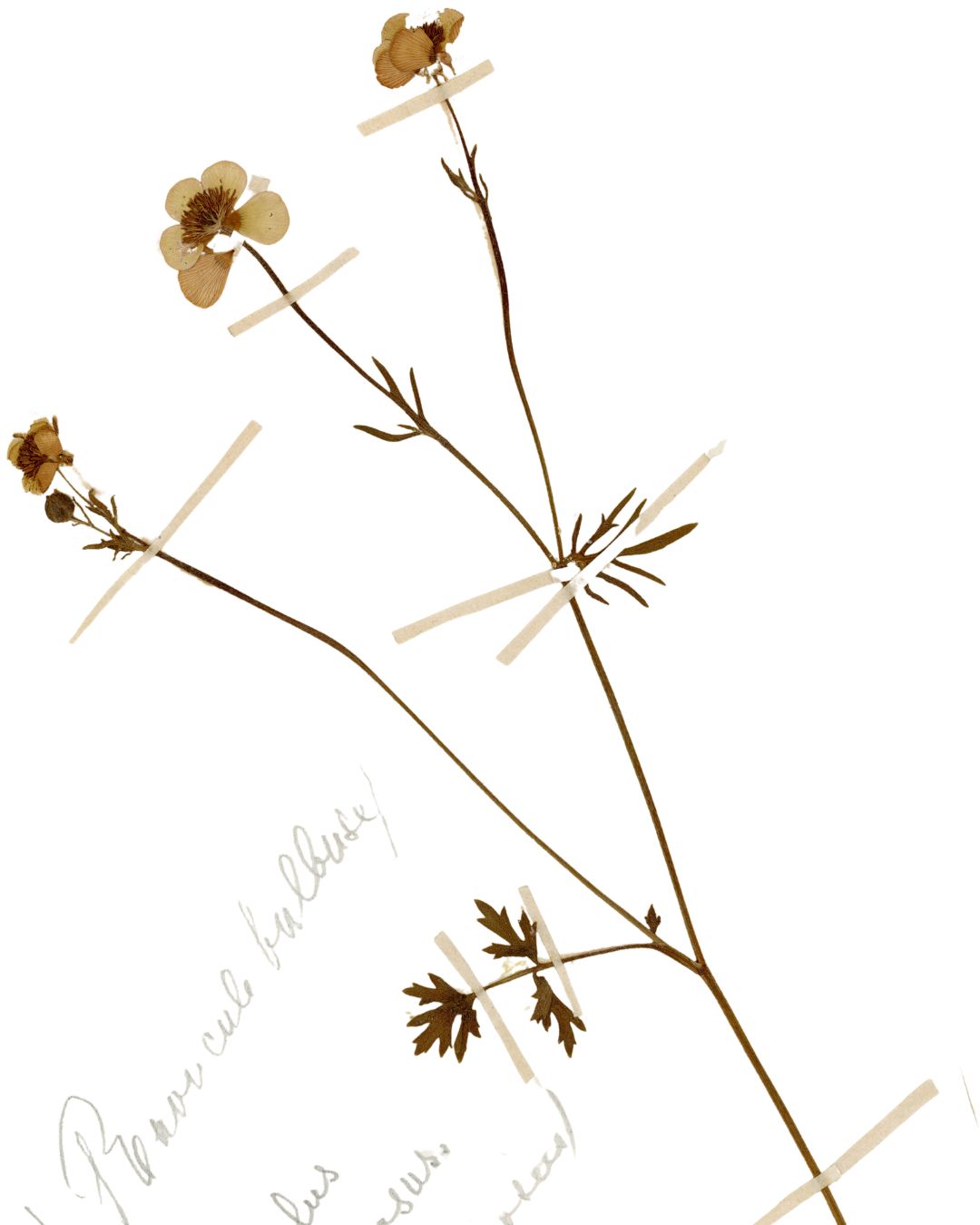 Pressed Buttercup (Renoncule)