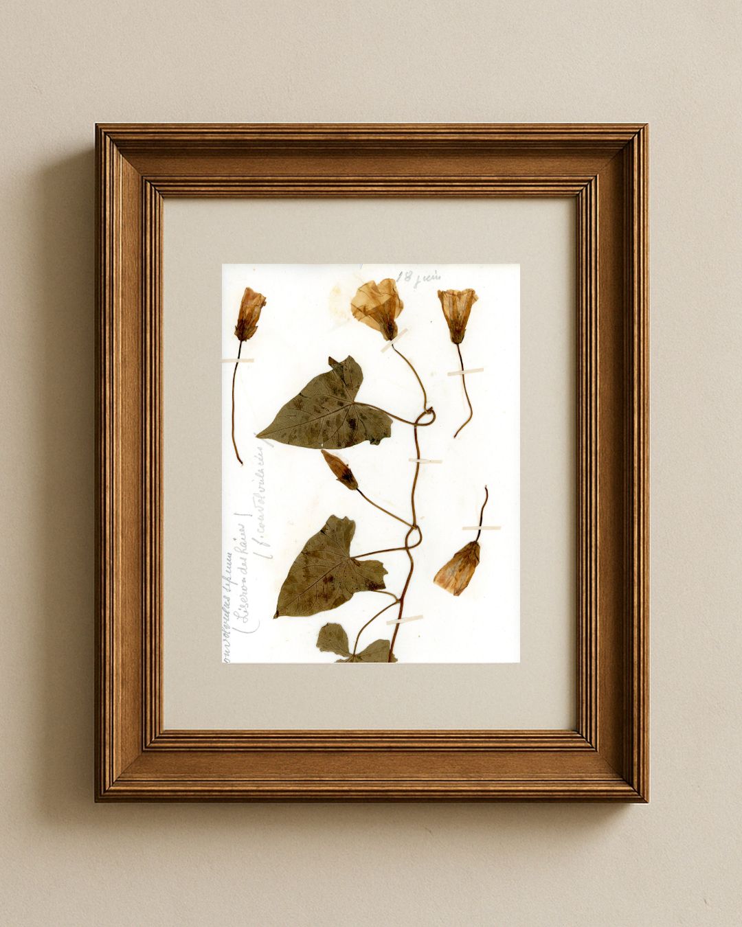 Hedge Bindweed (Calystegia Sepium)