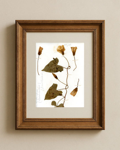 Hedge Bindweed (Calystegia Sepium)