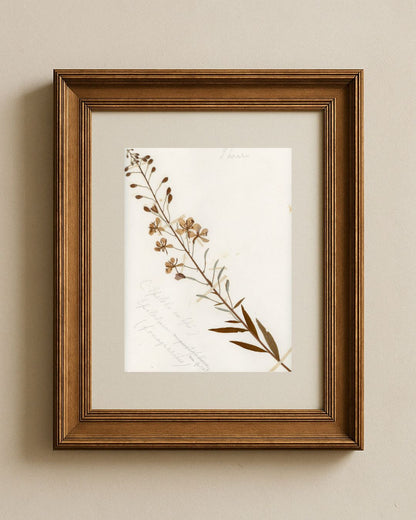 Rosebay Willowherb (Chamerion angustifolium)