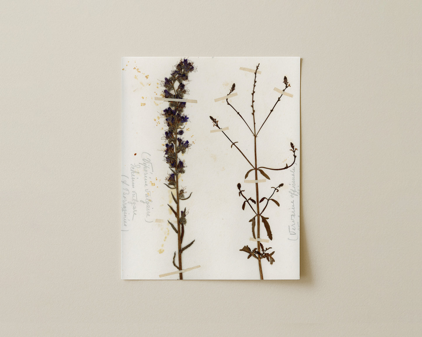 Viper's Bugloss & Common Vervain
