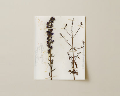 Viper's Bugloss & Common Vervain