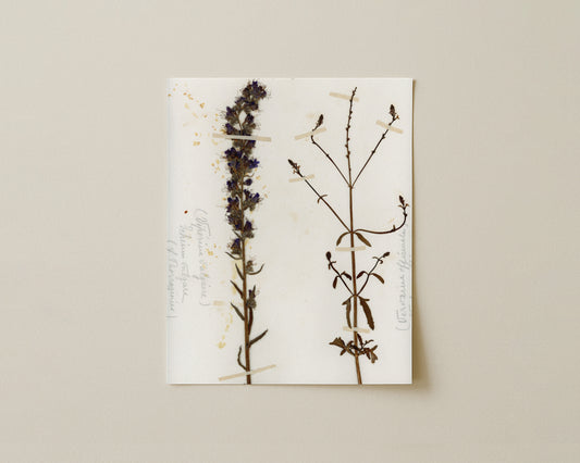 Viper's Bugloss & Common Vervain