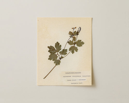 Notes from the Garden I - Fine Art Giclée Print
