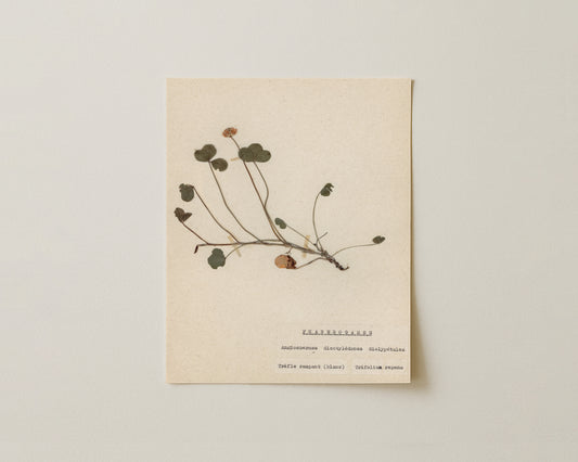 Notes from the Garden II - Fine Art Giclée Print