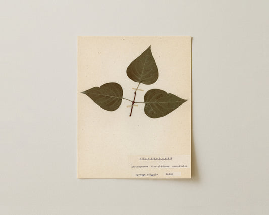 Notes from the Garden III - Fine Art Giclée Print