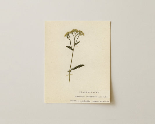 Notes from the Garden IV - Fine Art Giclée Print