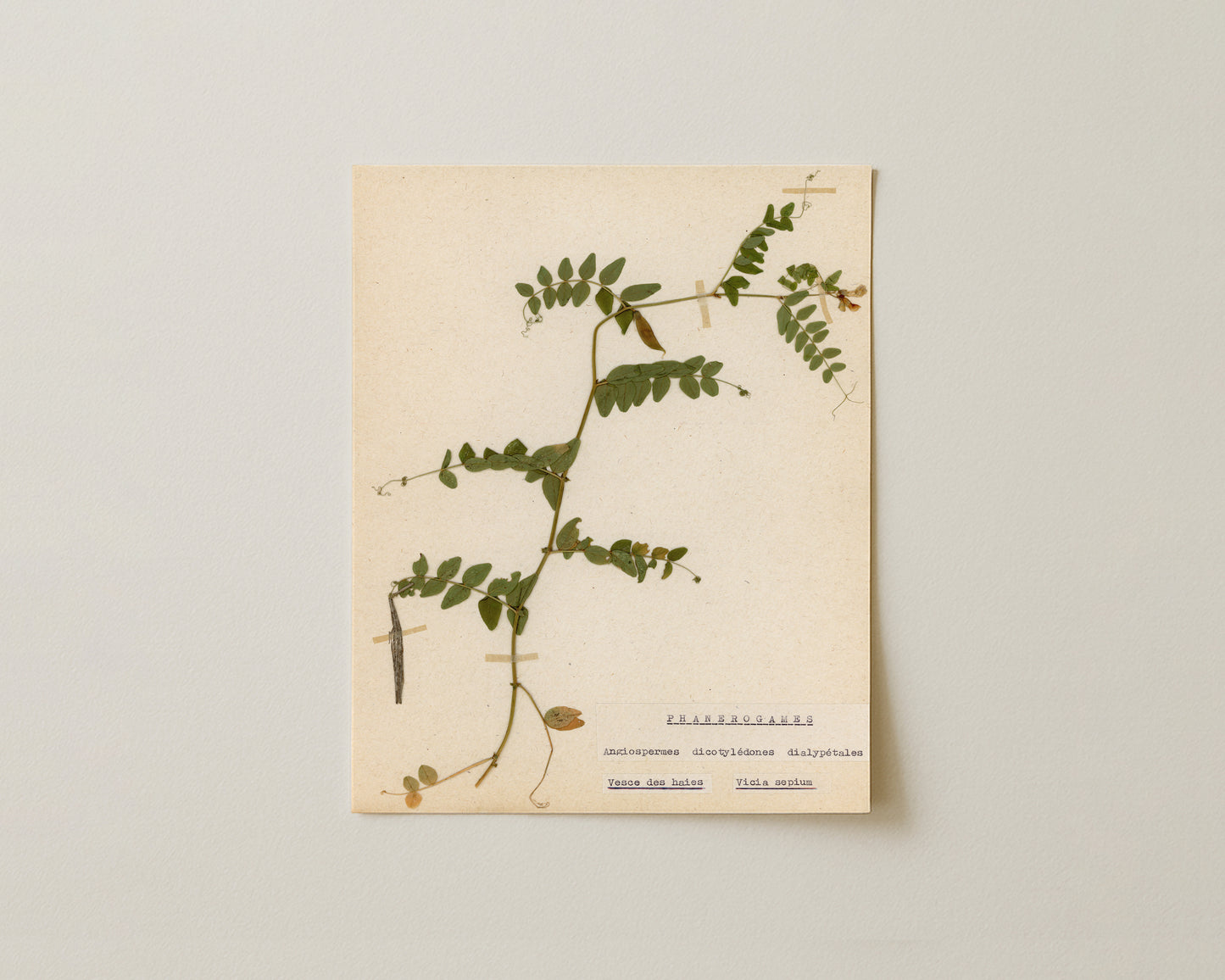 Notes from the Garden V - Fine Art Giclée Print