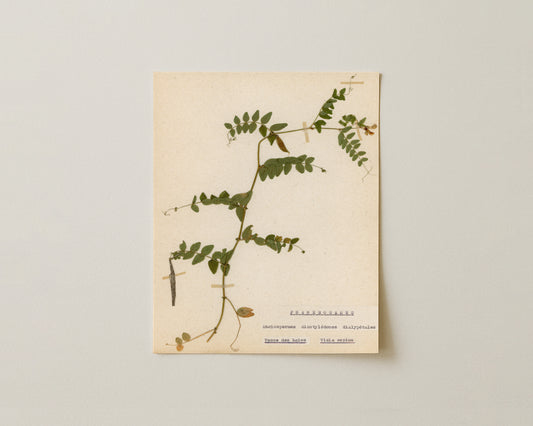 Notes from the Garden V - Fine Art Giclée Print
