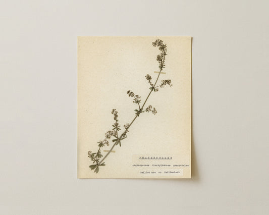 Notes from the Garden VI - Fine Art Giclée Print