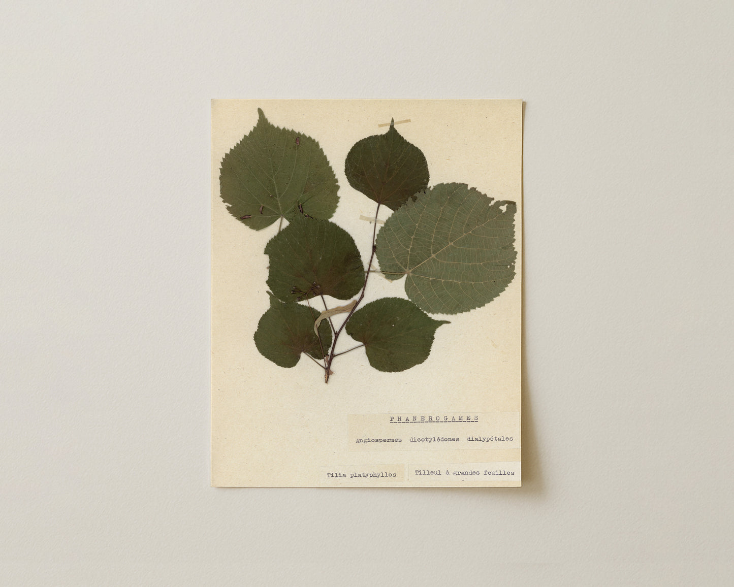 Notes from the Garden VII - Fine Art Giclée Print