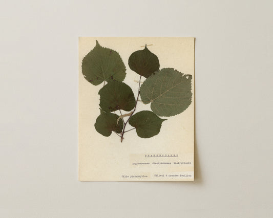 Notes from the Garden VII - Fine Art Giclée Print
