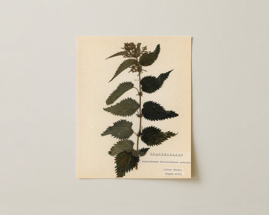 Notes from the Garden VIII - Fine Art Giclée Print