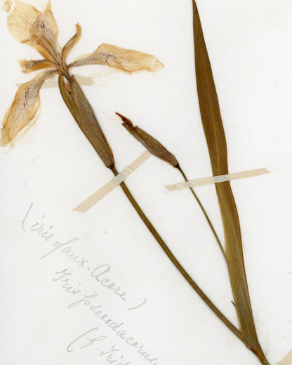 Garden Iris (Iris des Jardins)