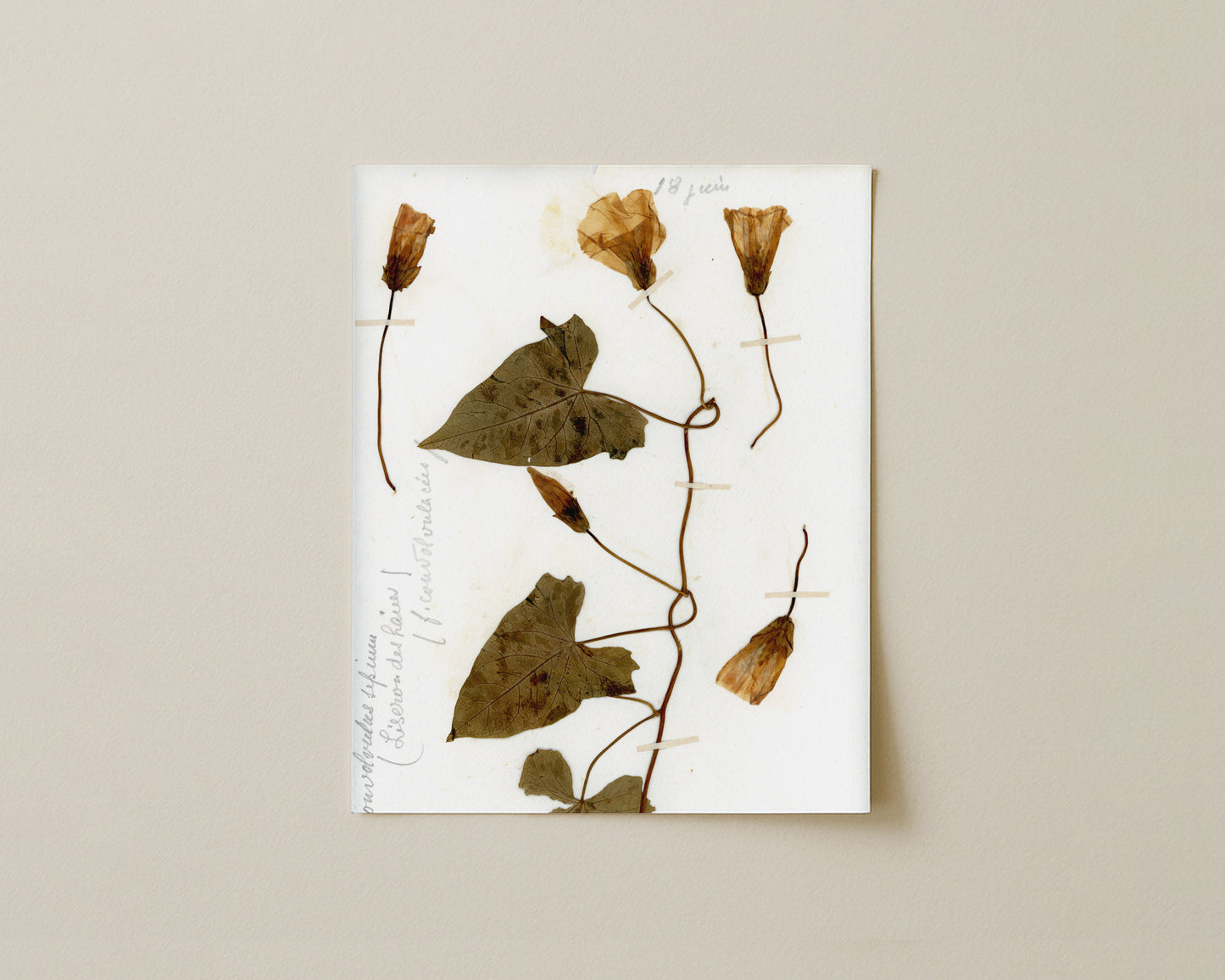 Hedge Bindweed (Calystegia Sepium)