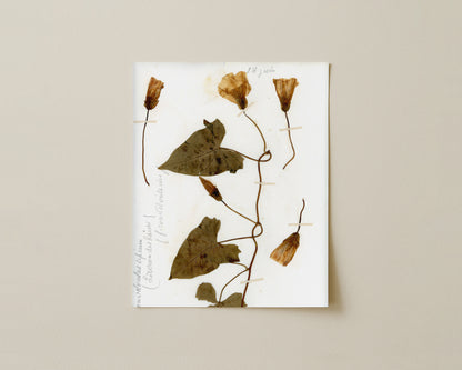 Hedge Bindweed (Calystegia Sepium)