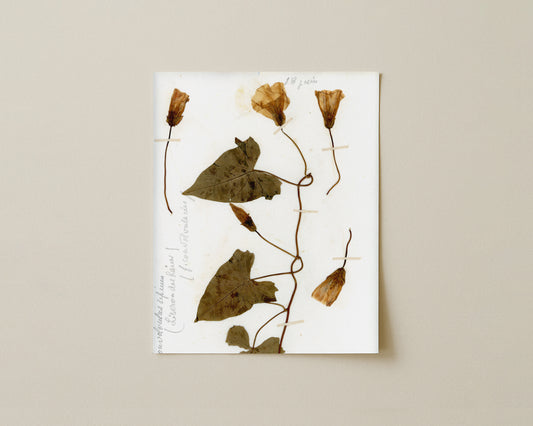 Hedge Bindweed (Calystegia Sepium)