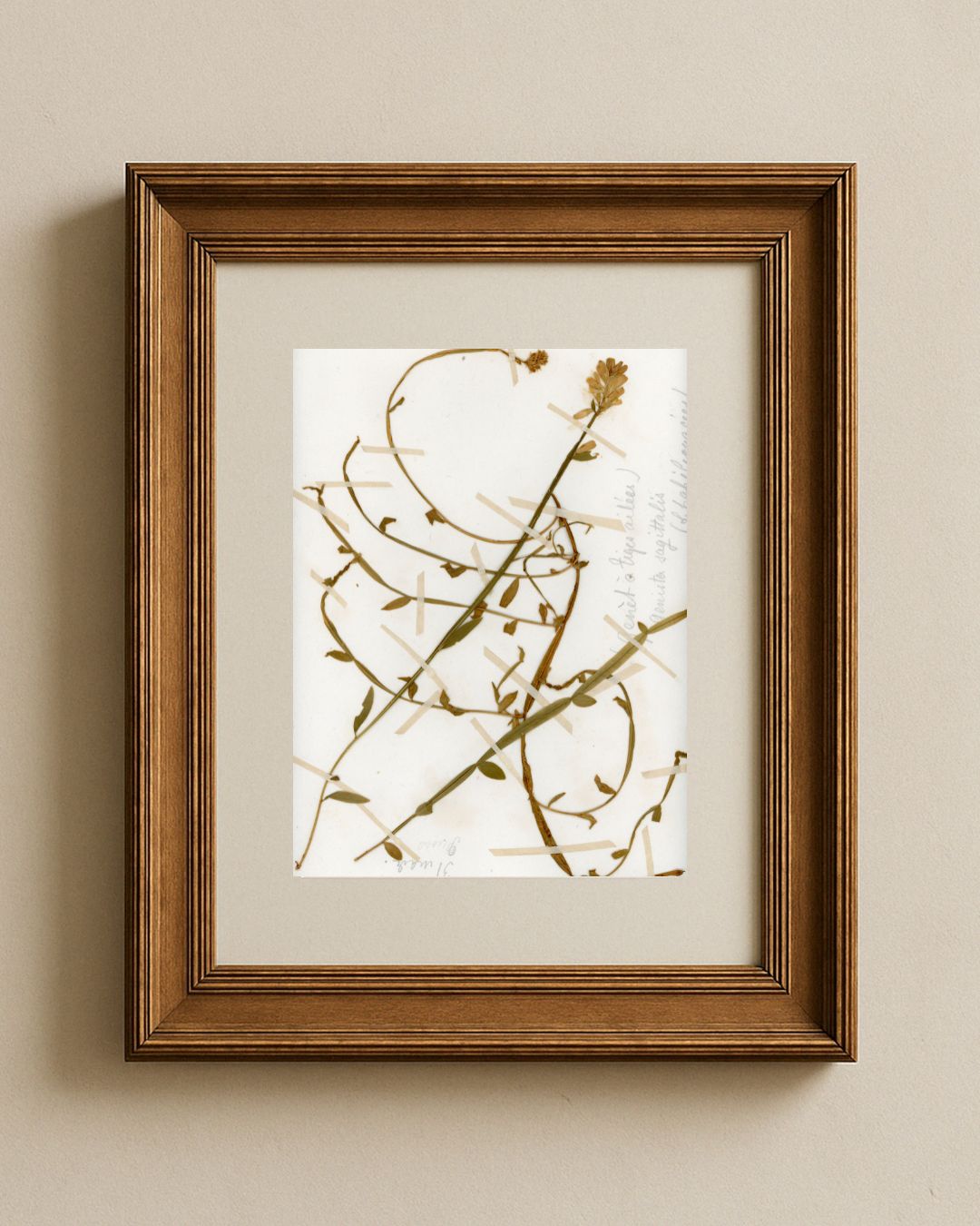 False Flax (Camelina sagittata)