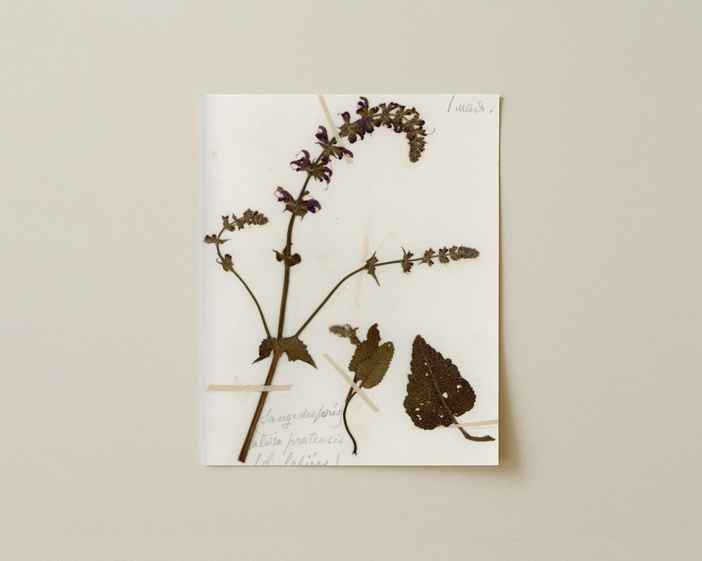 Meadow Sage (Salvia pratensis)