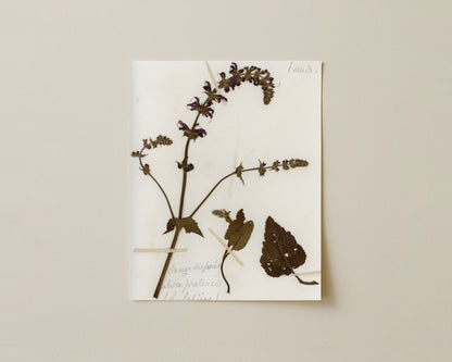 Meadow Sage (Salvia pratensis)