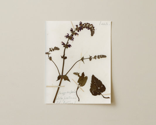 Meadow Sage (Salvia pratensis)