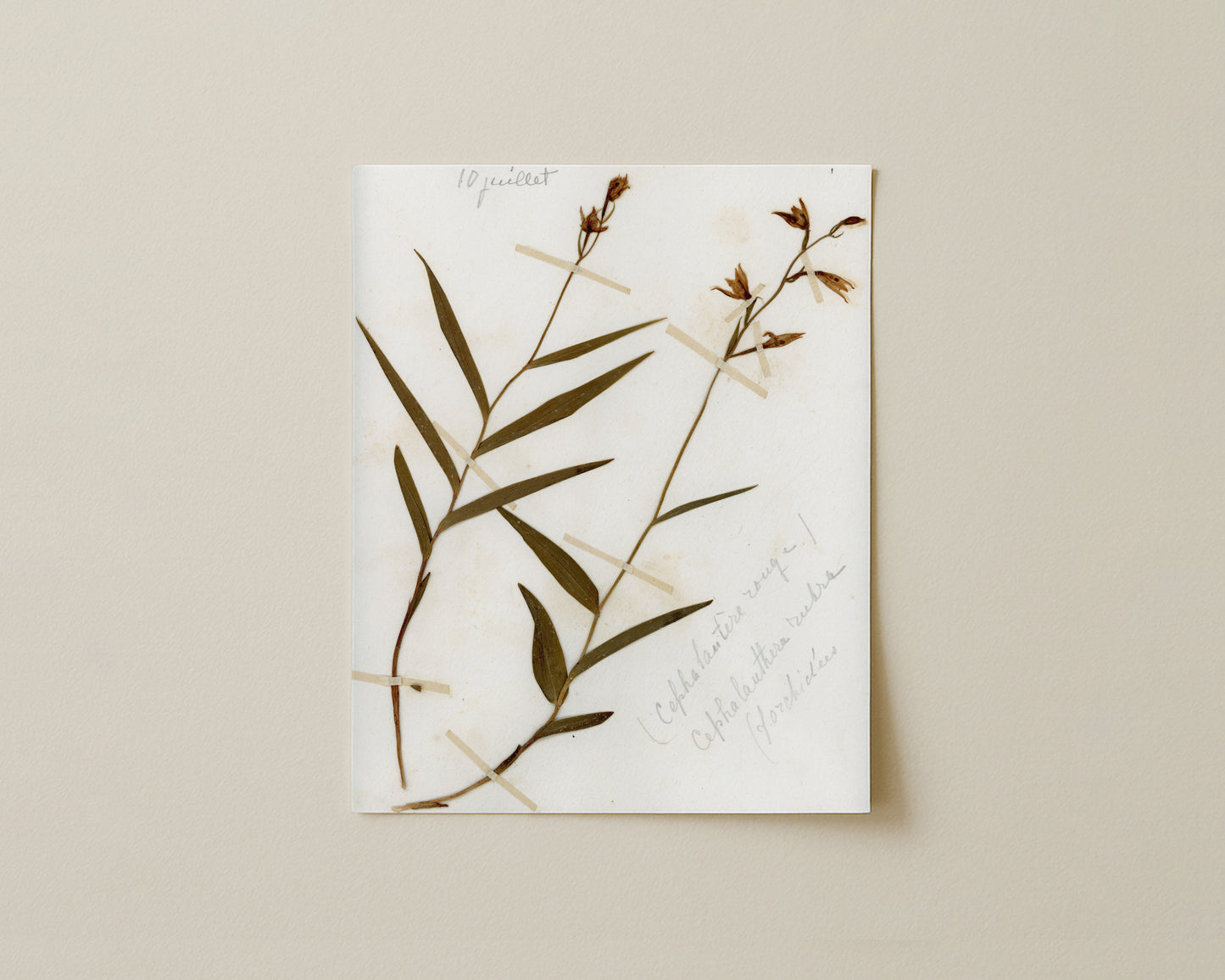 Red Helleborine (Cephalanthera rubra)