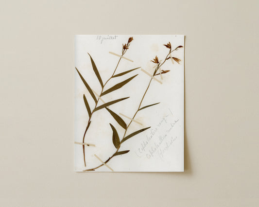 Red Helleborine (Cephalanthera rubra)