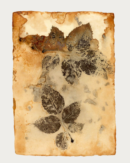 Echoes in Paper Nº 2