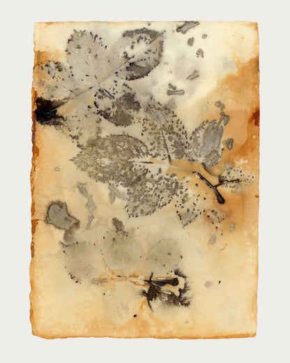 Echoes in Paper Nº 4