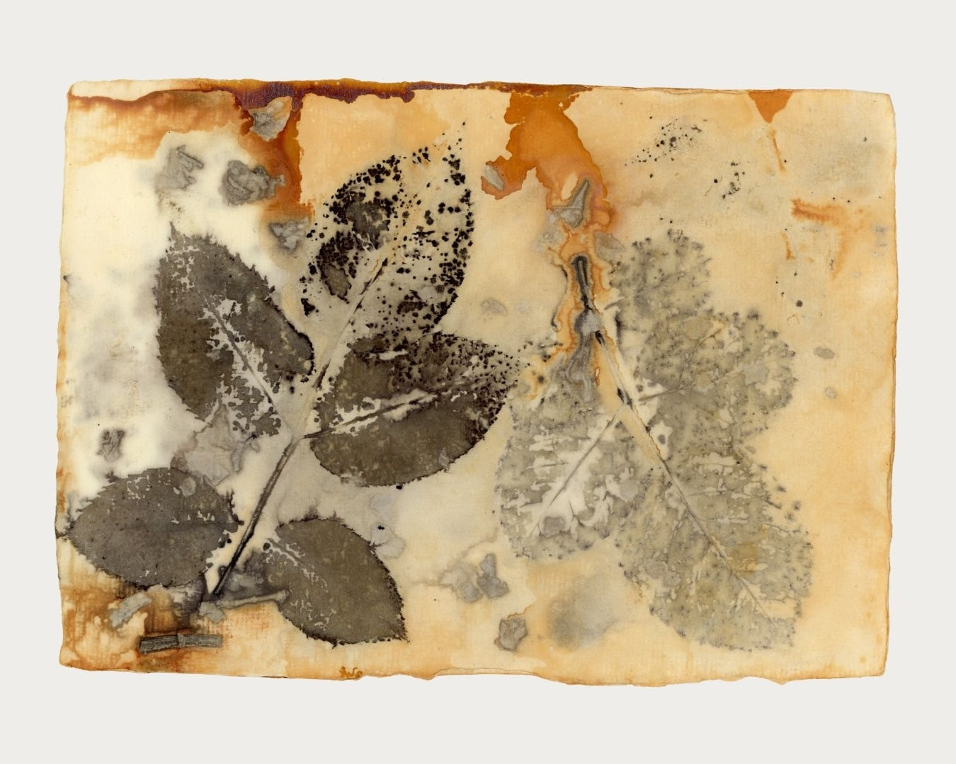 Echoes in Paper Nº 6