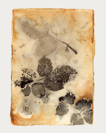 Echoes in Paper Nº 7