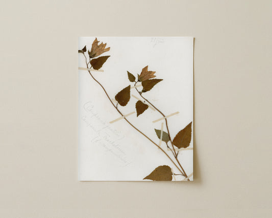 Nettle-Leaved Bellflower (Campanula trachelium)