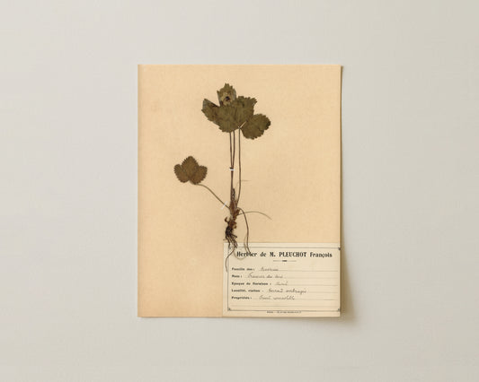 The M. Pleuchot Collection I - Fine Art Giclée Print