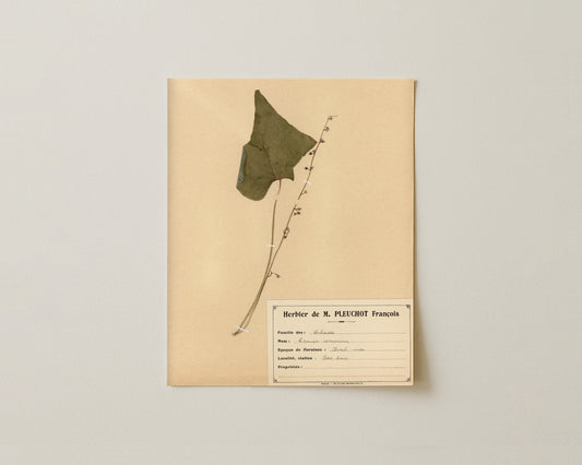The M. Pleuchot Collection III - Fine Art Giclée Print