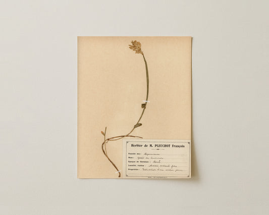 The M. Pleuchot Collection V - Fine Art Giclée Print