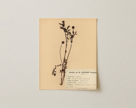 The M. Pleuchot Collection II - Fine Art Giclée Print