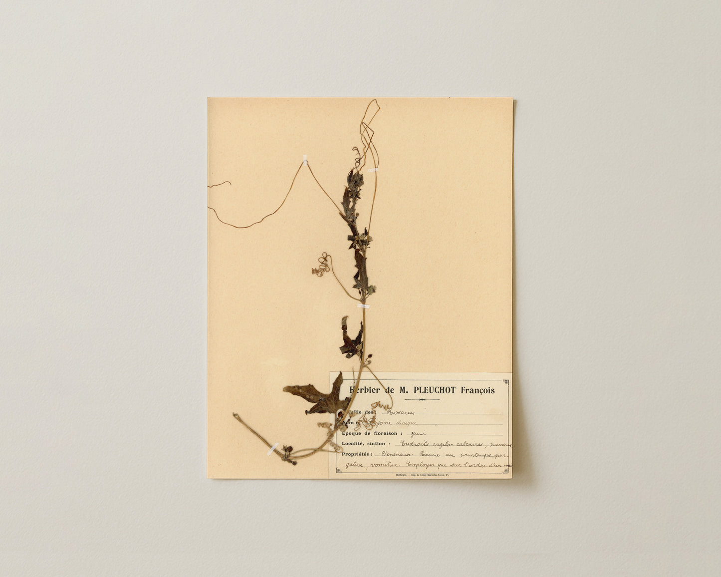 The M. Pleuchot Collection IV - Fine Art Giclée Print