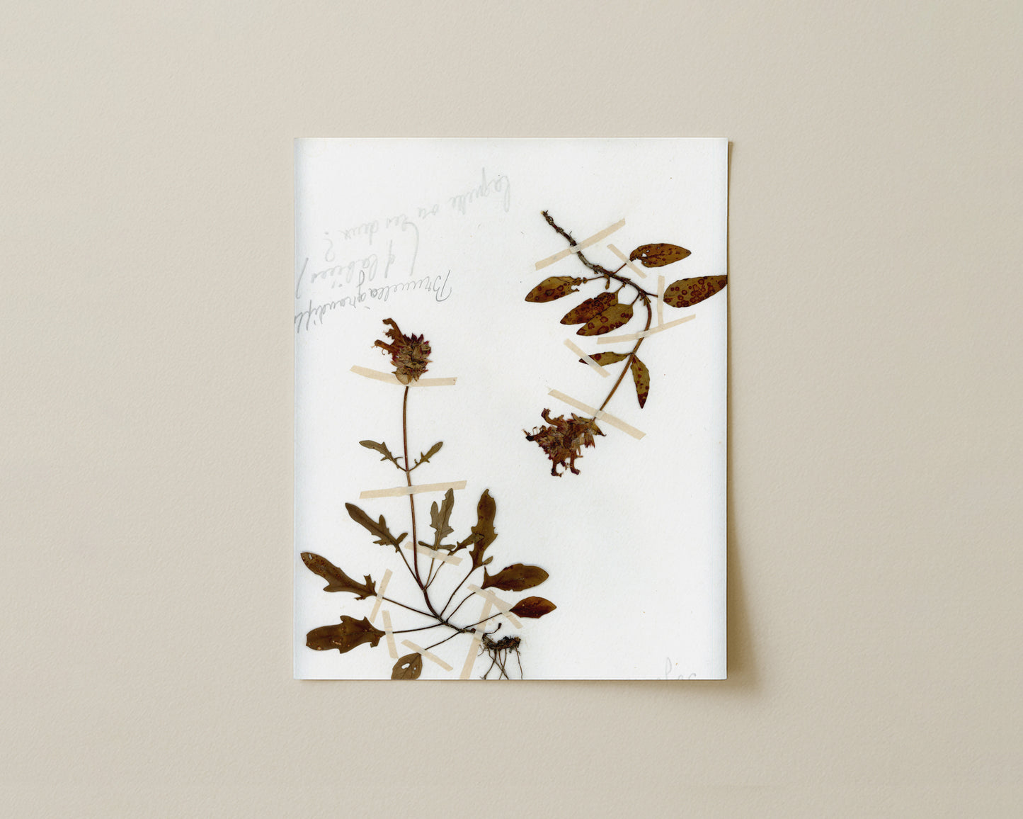 Self-Heal (Prunella vulgaris) - Dual Specimens